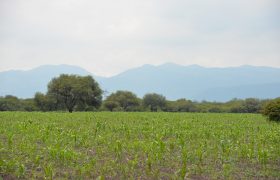 Rancho near Poligono Empresarial de San Miguel